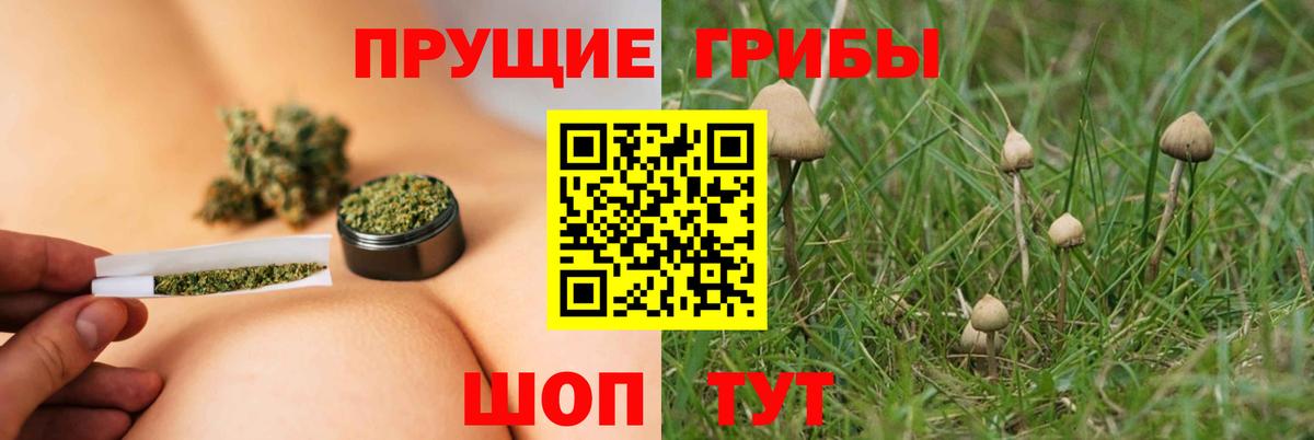 Галлюциногенные грибы Cubensis  Вход с VPN  Углич 